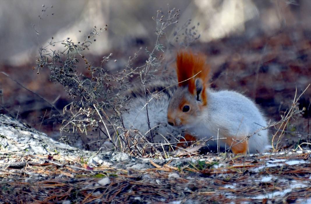 Doğanın renkli misafirleri! Kars'ta kızıl sincaplar yaşam alanlarında görüntülendi 7